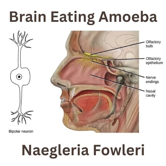 Naegleria-Fowleri:-The-Brain-Eating-Amoeba